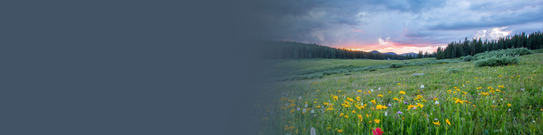 Malerische Landschaft mit Blumen und Sonnenuntergang